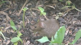 Adorable Field Mouse at Our Earthschooling Bird Feeder