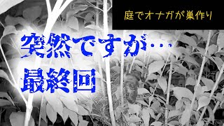 庭でオナガが巣作り　突然の最終回！どうして？？