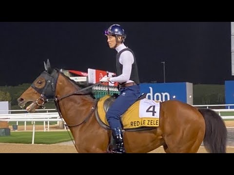 RED LE ZELE (Dubai Golden Shaheen) - Training @ Meydan (24Mar22)