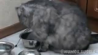 Приколы про животных