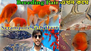 Serampore Pet Market | Serampore Fish Market | Fish Market |Aquarium Fish Shop Shrirampur|Pet Market