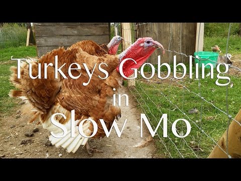 Turkeys Gobbling in Slow Mo Teasing Turkeys