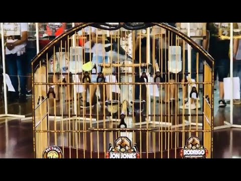 MELHOR BARULHO DE TORNEIO COM COLEIRO JON JONES PARA TREINAMENTO