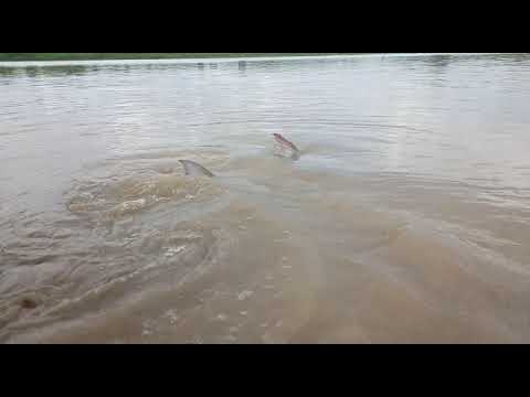 seen a big fish in mahisagar river gujrat