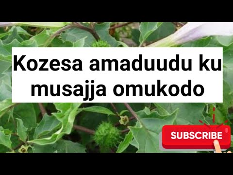 Gwe alina omwaami nga mukodo naawe ayagala okuganja, kozesa amaduudu bwooti