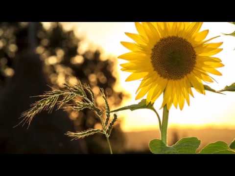 Dorin Cazacu – Fă-ţi timp pentru Hristos!