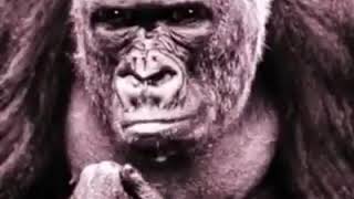 Download lagu lucu! gorila ngomong bahasa jawa wkwk mp3 Download lagu lucu! gorila ngomong bahasa jawa wkwk mp3