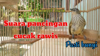 Download lagu Suara burung cucak rawis, untuk pancingan mp3 Download lagu Suara burung cucak rawis, untuk pancingan mp3