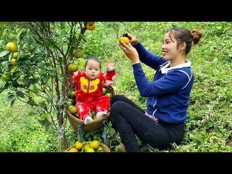 Vídeo completo: Duong e seu bebê colhem vegetais, batata doce e frutas para vender no mercado