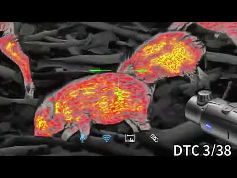IMPRESSIONANTE! Cinghiali in ULTRA HD: Sembra di toccarli (Caccia Notturna)