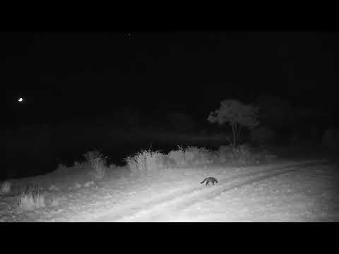 Djuma: Civet walks by parked cam - 03:40 - 09/10/2023
