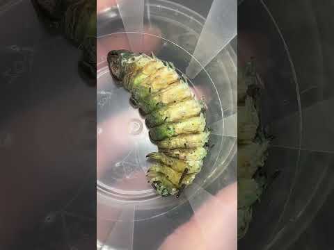 Giant Attacus Atlas Moth LIFECYCLE