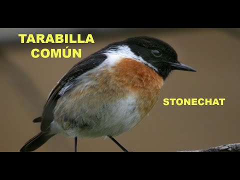 TARABILLA COMÚN | STONECHAT | Saxicola torquata