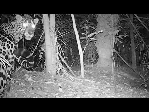 UMA LINDA ONÇA E OUTROS ANIMAIS FORAM REGISTRADOS PELA CÂMERA DE TRILHA!