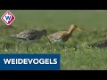 Weidevogels in de problemen door droge lente - OMROEP WEST