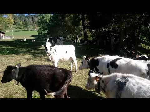 MUCCHE AL PASCOLO PRESSO VALAS SOUTH TYROL.