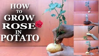 HOW TO GROW ROSE IN POTATO AT HOME EASY TIPS//GREEN PLANTS