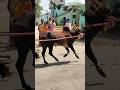 Manjuvirattu Pongal Kadagathur Dharmapuri Kadagathur Jallikattu Dharmapuri