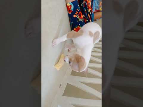 chihuahua eat banana