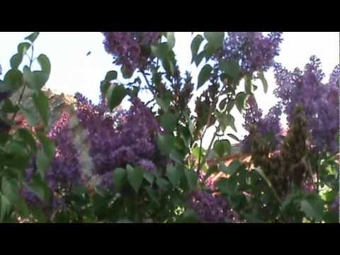 VICA GRADINARU 2.MPG