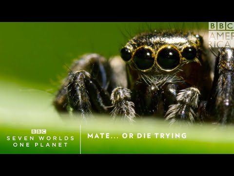 伴侶......或死於嘗試｜七個世界，一個星球｜每週六晚上9點｜BBC美國頻道 (Mate...Or Die Trying | Seven Worlds, One Planet | Saturdays at 9pm | BBC America)