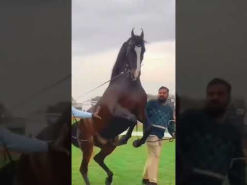 , title : 'marwadi stallion hansraj#power#attitude#horselover#trendingshort#shortvideo#youtubeshorts#horse😱😱'