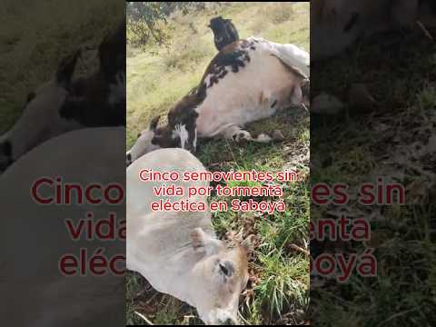 ⚡🐄Tragedia para campesinos de Saboyá: rayo acaba con vida de cinco reses en vereda Monte de Luz 🌧️