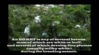 Bits & pieces while driving from Basseterre in St. Kitts ("Royston Tours" - December 28, 2011)