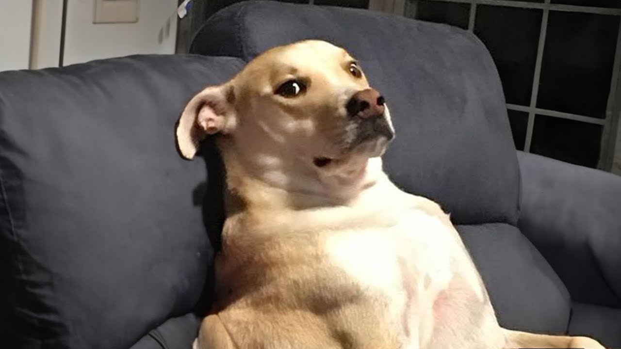 Dogs Doing Funny Things #4 🐶 Funniest Dogs That Make You Laugh 2024