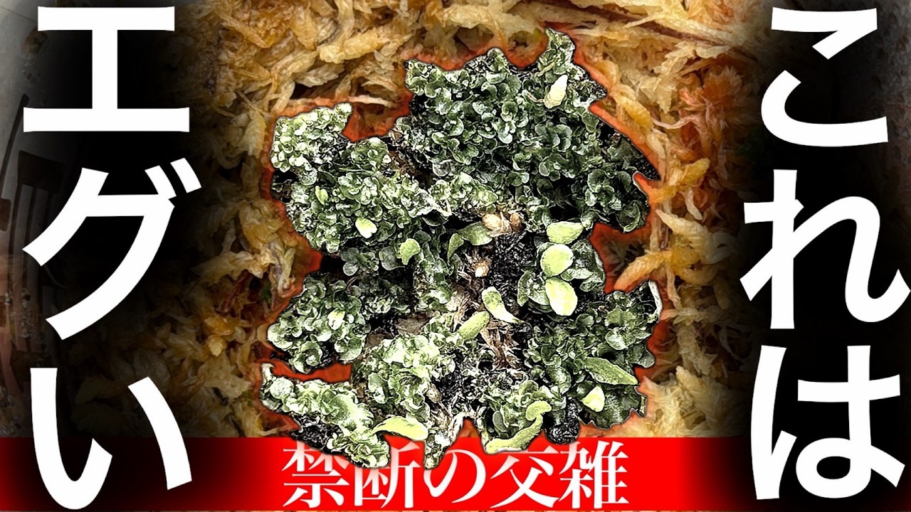 【禁断の交雑】本当に...混ざっていいのかコレ...【ビカクシダ・コウモリラン】