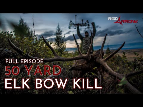 50 Yard Elk Kill! I COLORADO BULLS I Red Arrow I Full Episode