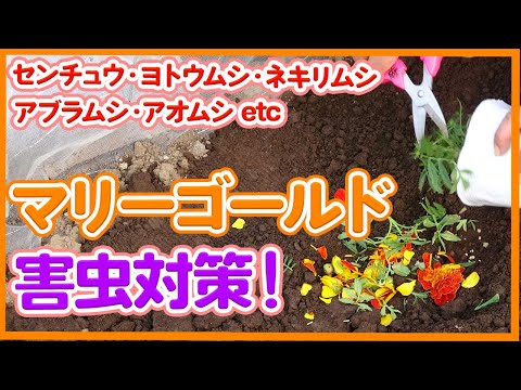 マリーゴールド、マリーゴールド、ベルベットの花 植物