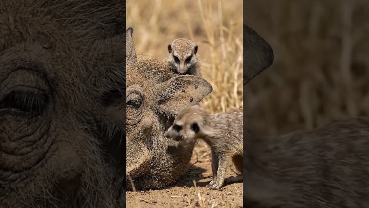Beset by parasites it cannot reach, the wild boar seeks out meerkats for cleaning.