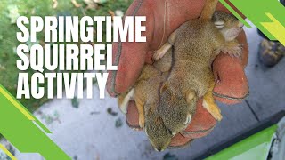 Exploring Spring Squirrel Activity With Skedaddle Humane Wildlife Control