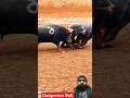 Powerful Bull Fight Bull Trending Viral Cow Shorts Viralvideo Bullfighting Ytshorts Desi