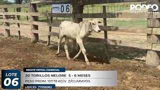 LOTE 6