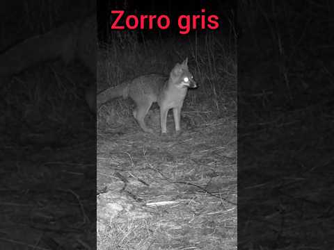 zorro gris #zorro,#naturaleza#zorrito #zorros