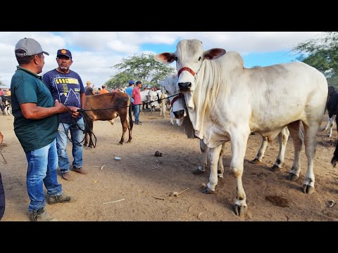 GADO DE LUXO SÓ EM CACHOEIRINHA-PE  11-12-2025 #nordeste