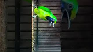 Download lagu Cucak Ijo Mini / Jomin Viral #shorts mp3 Download lagu Cucak Ijo Mini / Jomin Viral #shorts mp3