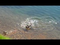 Pike Attack Compilation