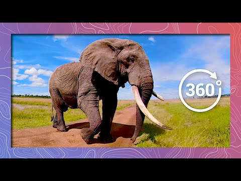 Elephant Standoff in 360 4K | Half-Tusk Backs Down