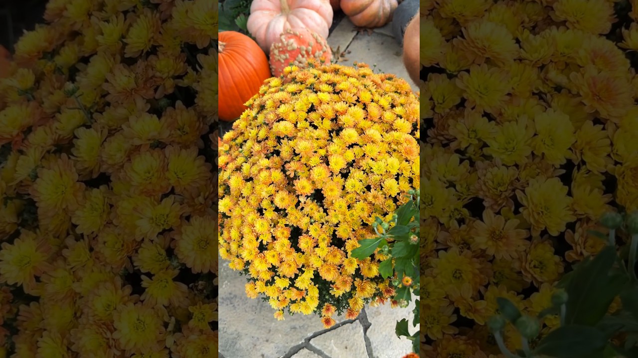 Want to know the secret to mums? Let’s talk about it!