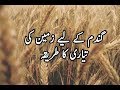 How to Prepare Land for Wheat Crop in Pakistan |Wheat Production|
