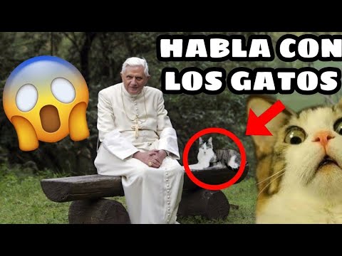 ¿Benedicto XVI hablaba con los GATOS? 😱🤯 ¿Conocias esta bonita Historia? 🙏✝️