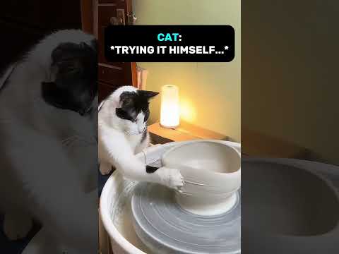 This Cat Is Making His Very Own Clay Pots