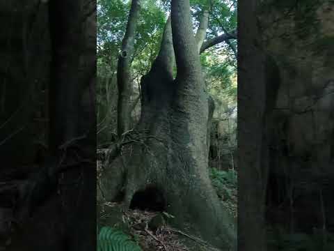 Gruta de los Cuervos (Abril 2021) 😀🙌