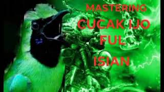 Download lagu MASTERAN Cucak ijo jawara mp3