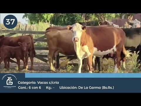 Lote VC C/ Cria -  De la Garma Bs As