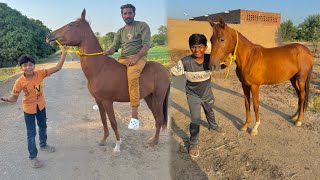 Hourse 🐎 La Rhaya Hn 🥳