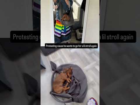 Protesting cause he wants to go for a lil stroll again